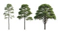 Pine Trees Isolated on White Background, Evergreen, Nature, Forest Elements Royalty Free Stock Photo