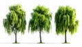 Willow Trees, Green Trees Isolated on White Background, Weeping Willow Royalty Free Stock Photo