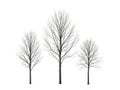 Three bare trees standing in a row against a white background Royalty Free Stock Photo