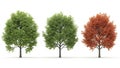 Three Trees Green, Autumn, Isolated on White Background, 3D Render Illustration Royalty Free Stock Photo