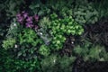 Image features a top-down view of young green plants, with fresh shoots and leaves