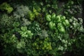 Image features a top-down view of young green plants, with fresh shoots and leaves