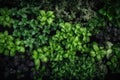 Image features a top-down view of young green plants, with fresh shoots and leaves