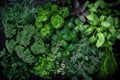 Image features a top-down view of young green plants, with fresh shoots and leaves