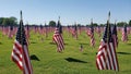 American flags field isolated on white background Royalty Free Stock Photo