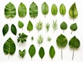 Vibrant Ensemble: A Stunning Collection of Unique Green Leaves