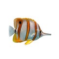 A vibrant fish with orange and white stripes on transparent background Royalty Free Stock Photo