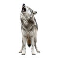 A majestic wolf standing on its hind legs with its head tilted back and howling at the moon Royalty Free Stock Photo