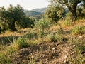 Young Olive Tree in Natural Setting Royalty Free Stock Photo