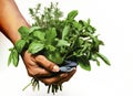 An image featuring hands holding a bunch of fresh herbs with vibrant green leaves, symbolizing the abundance of chlorophyll in