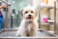 An image featuring a professional groomer expertly washing a dog in a professional grooming salon, emphasizing the quality and