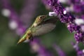 Allen`s Hummingbird on Mexican Sage