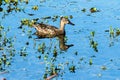 Blue Winged Teal Celery Fields