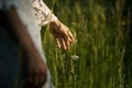 Hand of woman touches tall grass. Royalty Free Stock Photo