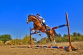 Jockey with purebred horse Royalty Free Stock Photo