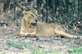 This is an image of female lions of India Royalty Free Stock Photo