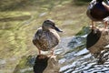 Mallard duck in shallow stream