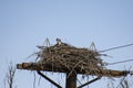 Female Osprey in her Nest