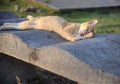 cat grooming after a nice evening nap. Royalty Free Stock Photo