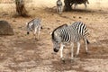 Female zebra and young