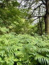 Ferns growing wild