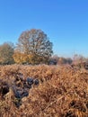 Heathland in autumn sunshine Royalty Free Stock Photo