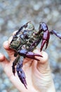 Image of Field crab in hand