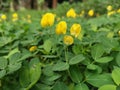 Field full of tiny Arachis pintoi flower. Royalty Free Stock Photo