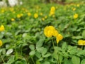 Field full of tiny Arachis pintoi flower. Royalty Free Stock Photo