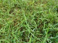 Field full of wild dynodon dactylon grass