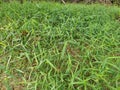 Field full of wild dynodon dactylon grass