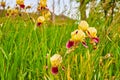 Field of green and yellow Orchardgrass with purple and yellow blooming Bearded Iris flowers