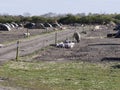 Image of Field Pigs with their shelters