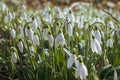 Image of a field of snowdrops in the sunlight