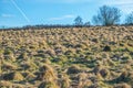 Meadow with strawy heaps