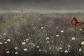 image of a field of wildflowers with butterflies flitting among them.