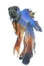 Image of a fighting fish Betta splendens