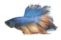 Image of a fighting fish Betta splendens