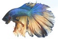 Image of a fighting fish Betta splendens