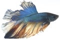 Image of a fighting fish Betta splendens