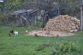 The image of firewood in the yard of an old wooden house.