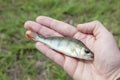 Image of fish hand grass background