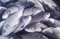 This is an image of fishes from fishmarket