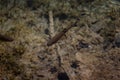 An image of fishes swimming in a lake, taken in the national park Plitvice, Croatia Royalty Free Stock Photo