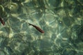 An image of fishes swimming in a lake, taken in the national park Plitvice, Croatia Royalty Free Stock Photo