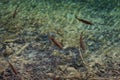 An image of fishes swimming in a lake, taken in the national park Plitvice, Croatia Royalty Free Stock Photo