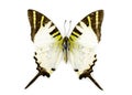 Image of Fivebar Swordtail Butterfly Graphium antiphates Royalty Free Stock Photo