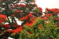 CLUSTERS OF RED FLOWERS ON A FLAMBOYANT TREE Royalty Free Stock Photo