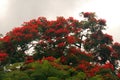 FLAMBOYANT TREE FLOWERING IN SUMMER Royalty Free Stock Photo
