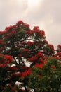 FLOWERING RED FLAMBOYANT TREE AGAINST CLOUDS Royalty Free Stock Photo